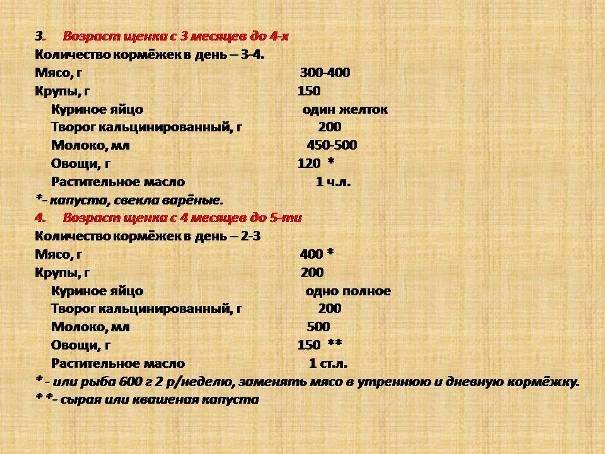 Уход за щенком немецкой овчарки: что нужно, условия содержания при выращивании