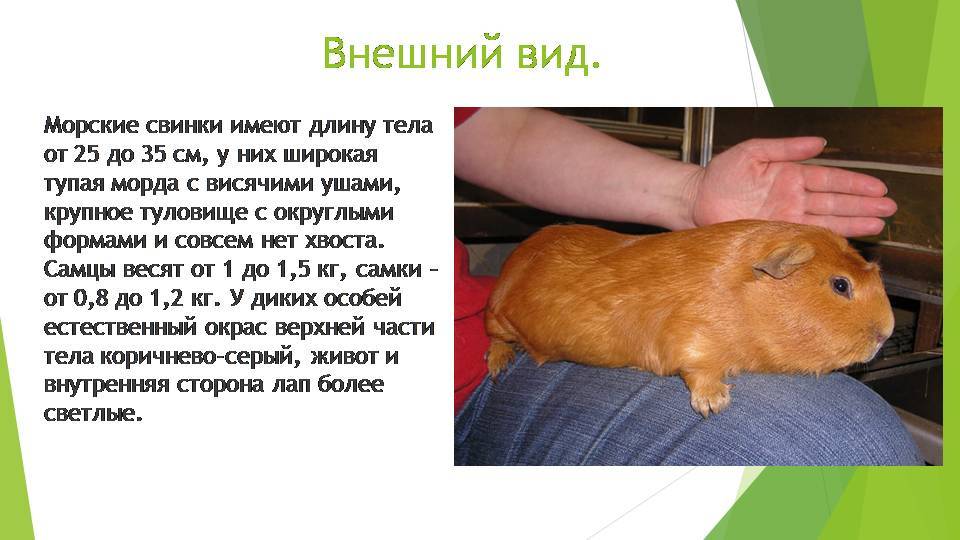 Возраст морской свинки