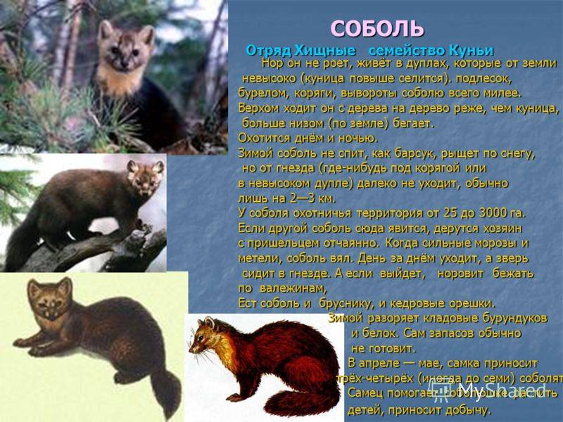 Европейская норка: описание, где обитает, сколько живут