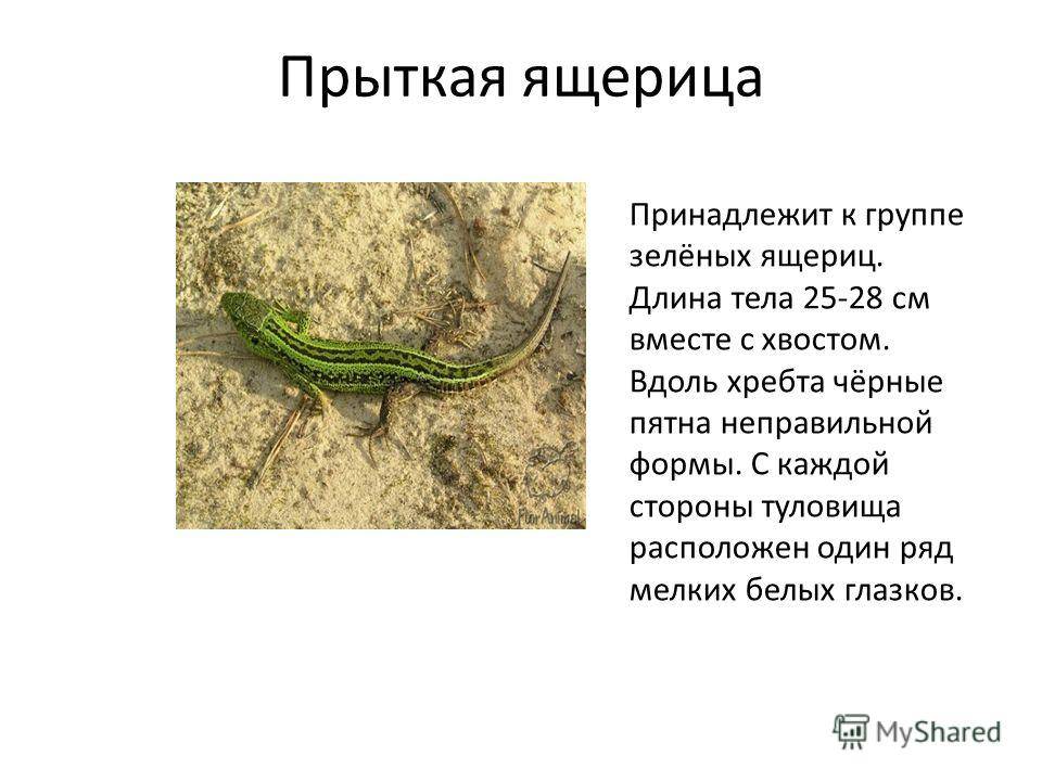 Игуана обыкновенная, или зеленая