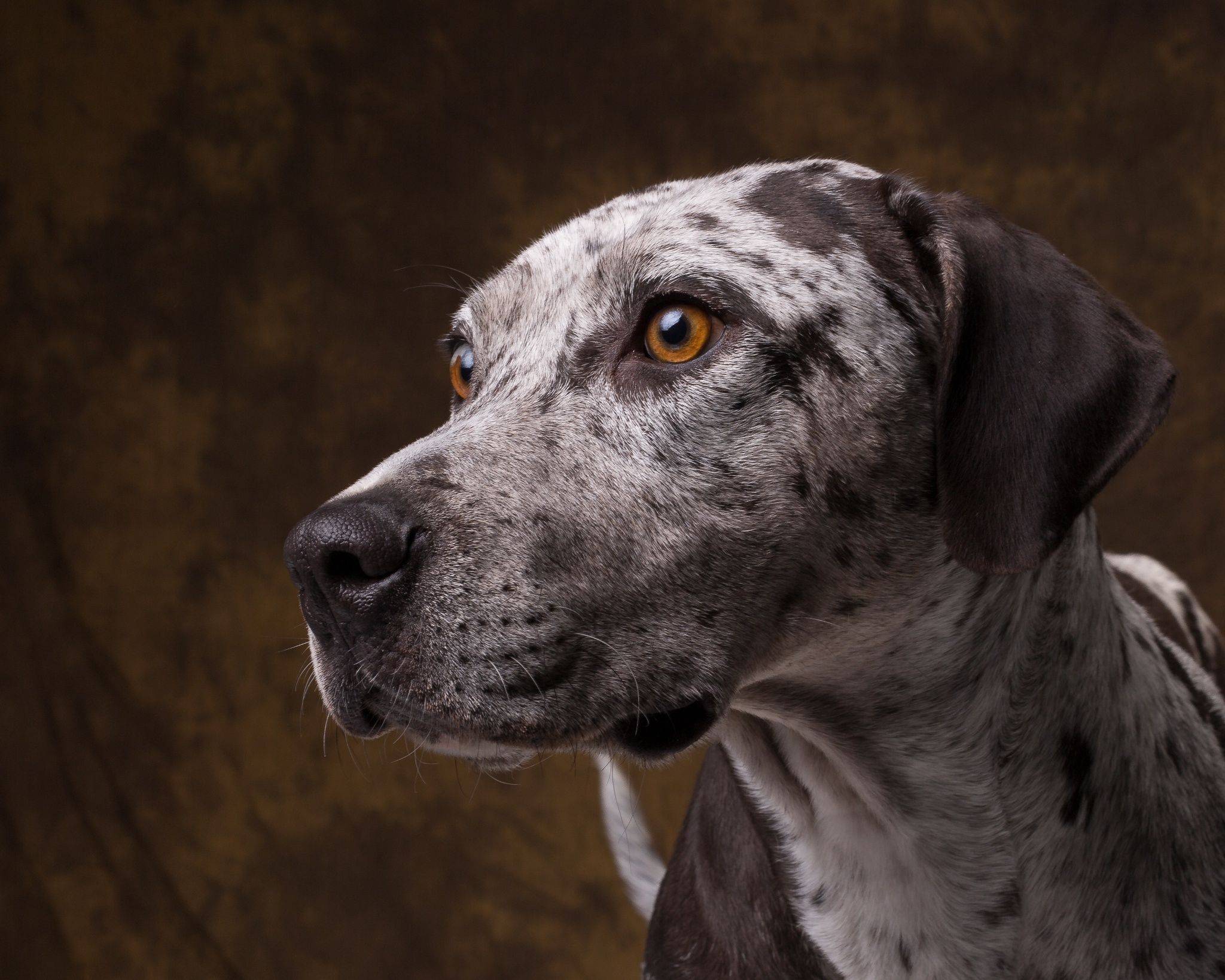 Леопардовая собака катахулы | собакопедия вики | fandom