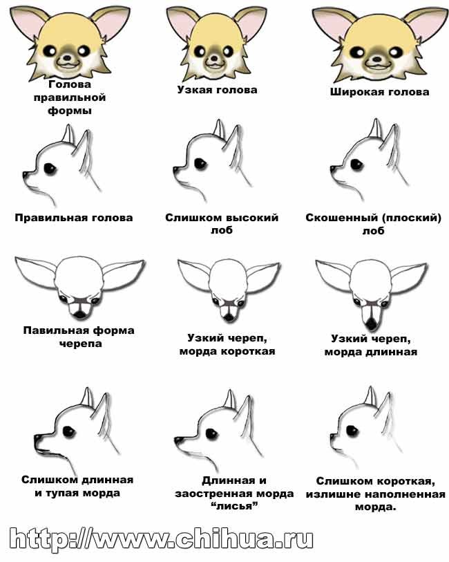 Чихуахуа: история породы и происхождение собак, как вывели, появились и откуда родом домашние питомцы кратко