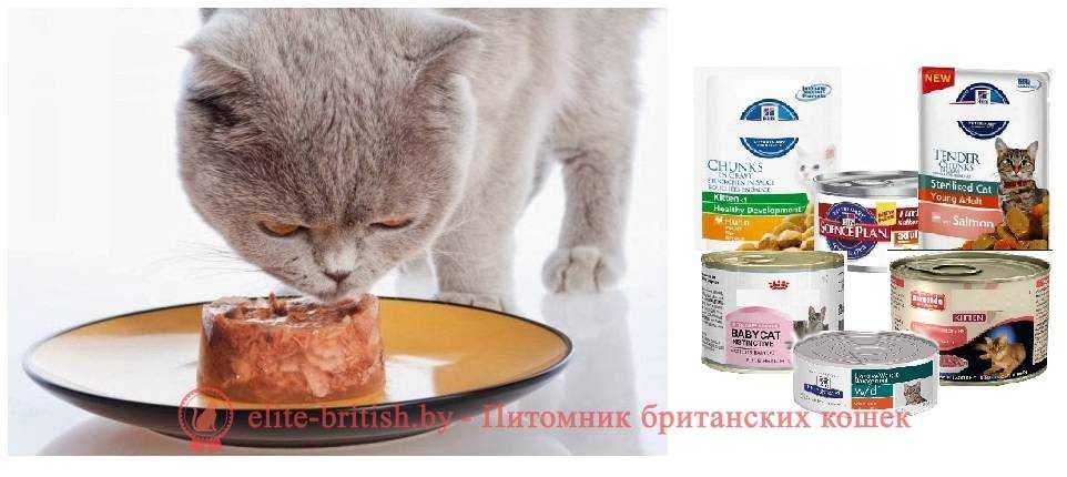 Как и чем кормить котенка британца: меню по возрастам | звери дома