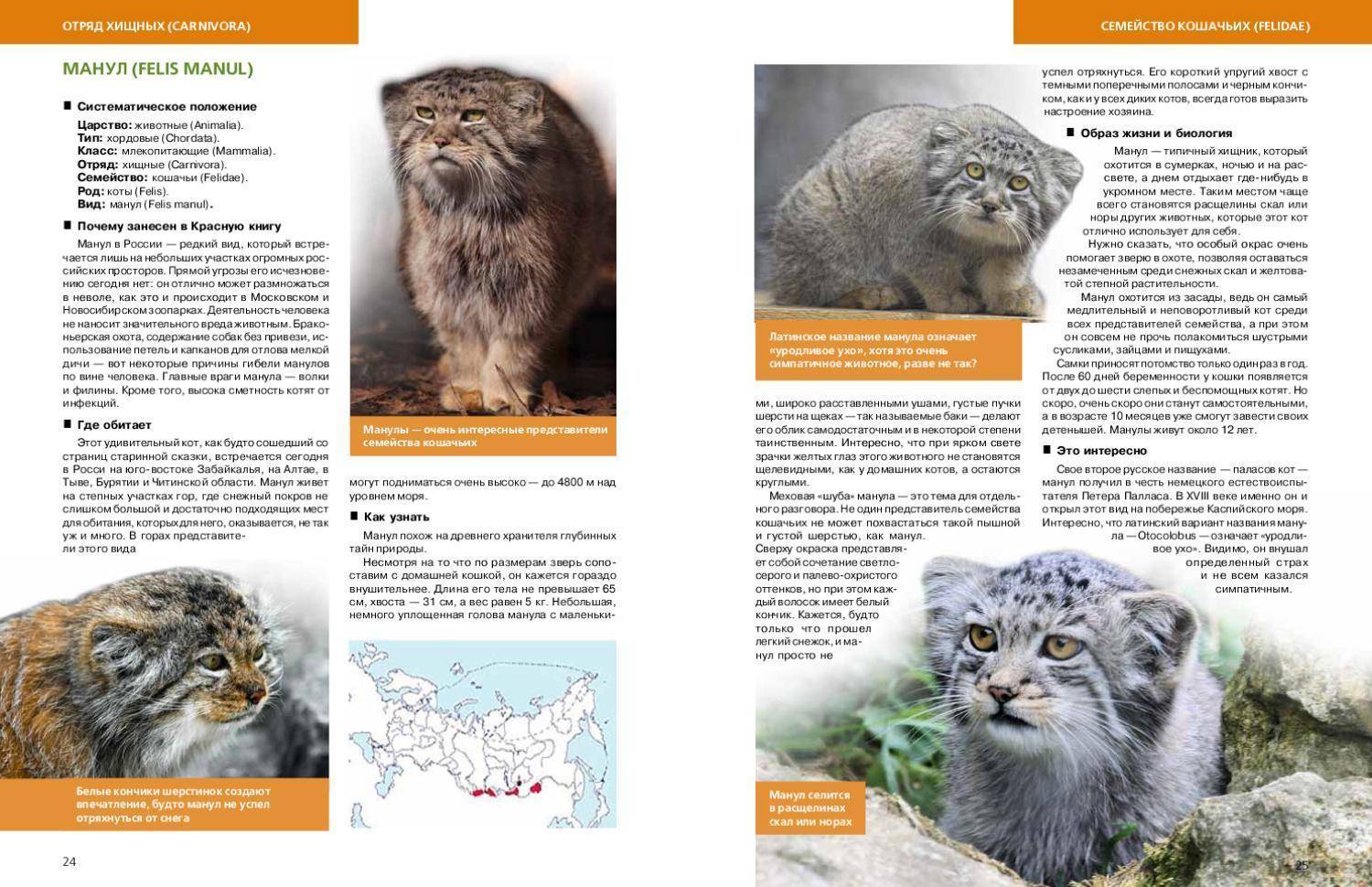 Манул — кот из красной книги