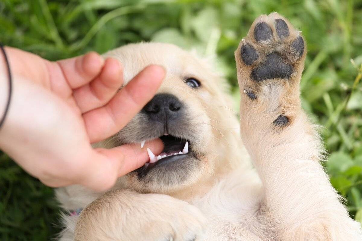 Почему собака грызет свои лапы