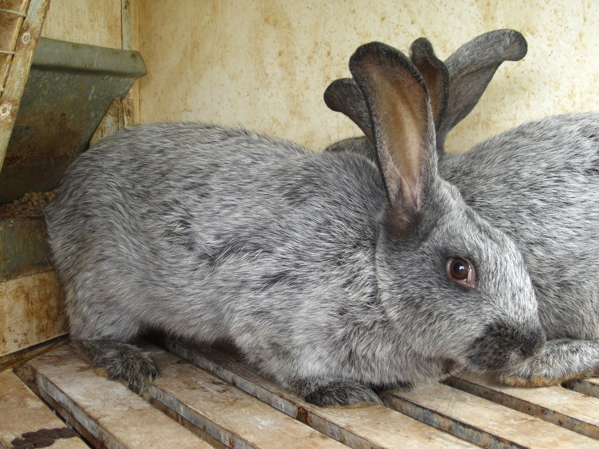 Лучшие породы кроликов на мясо. Редкие породы кроликов. Породы кролика домашнего. Самые редкие породы кроликов.