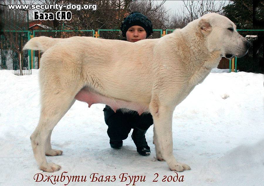имя для алабая мальчика