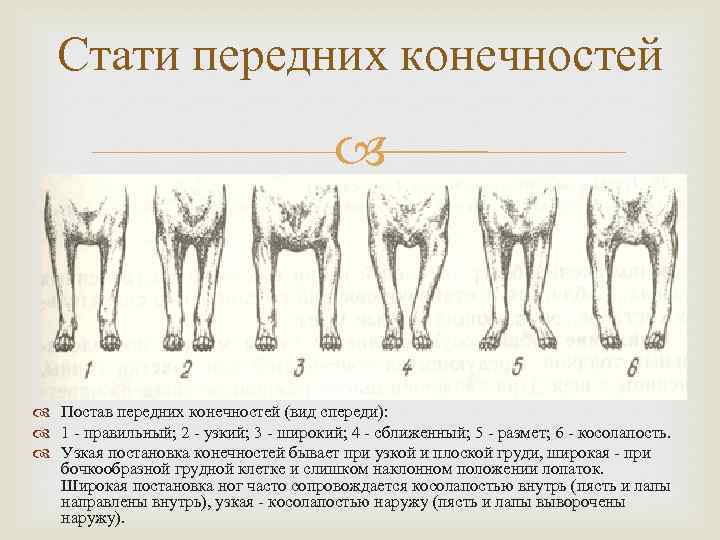 Слабые задние лапы у собаки - что делать? | блог ветклиники "беланта"
