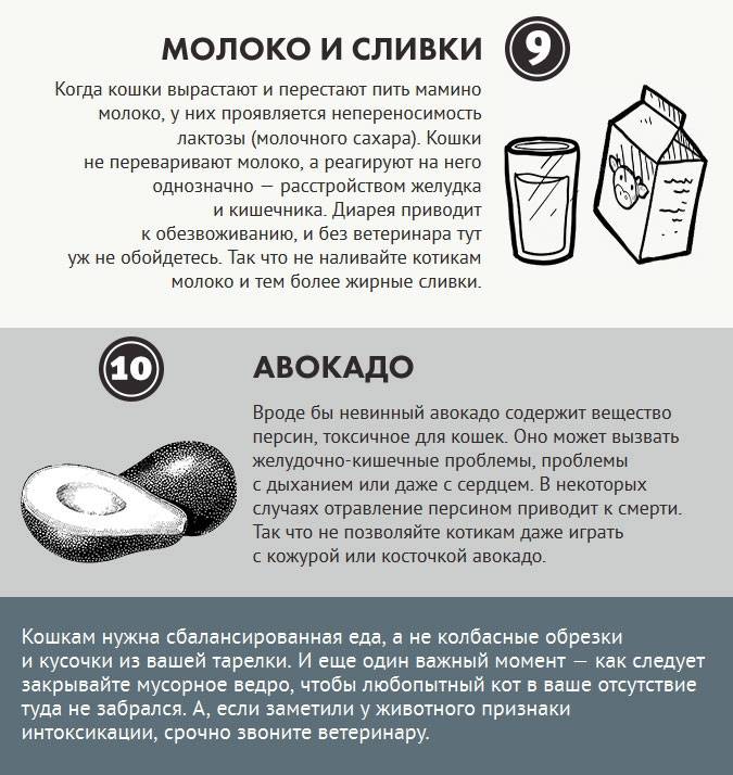 ᐉ можно ли кошкам молоко? - ➡ motildazoo.ru