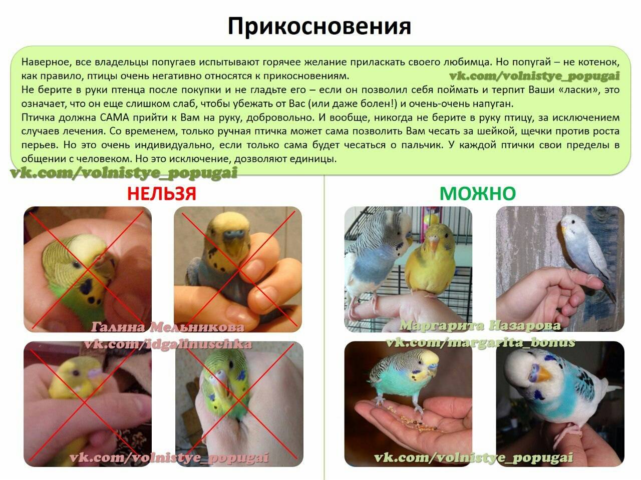 Как быстро приручить к рукам волнистого попугая: рабочие методы