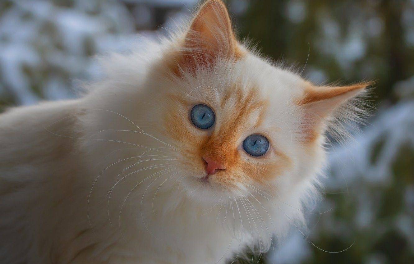 Белая кошка с голубыми глазами — обзор с фото