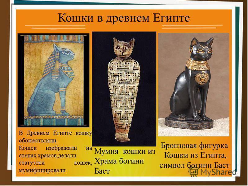 История кошек - происхождение и одомашнивание кошек, кошки в истории египта, россии, англии, японии, китае, востока, происхождение пород, всемирный день кошек - всё о кошках и котах