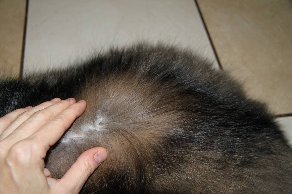 У кота болячки на коже: причины появления корост у кошки, лечение и профилактика
