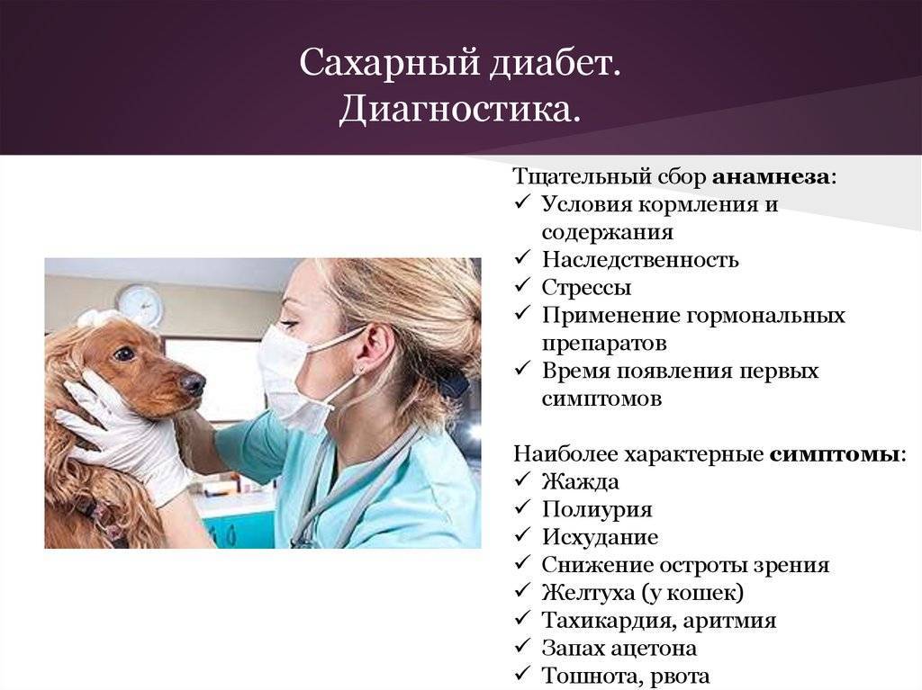 11 симптомов сахарного диабета у собак - признаки и лечение