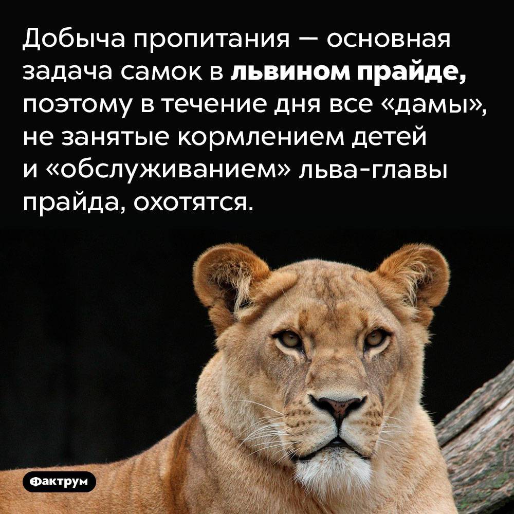 Интересные факты о львах для детей. интересные факты о львах. топ 18 фактов | интересные факты