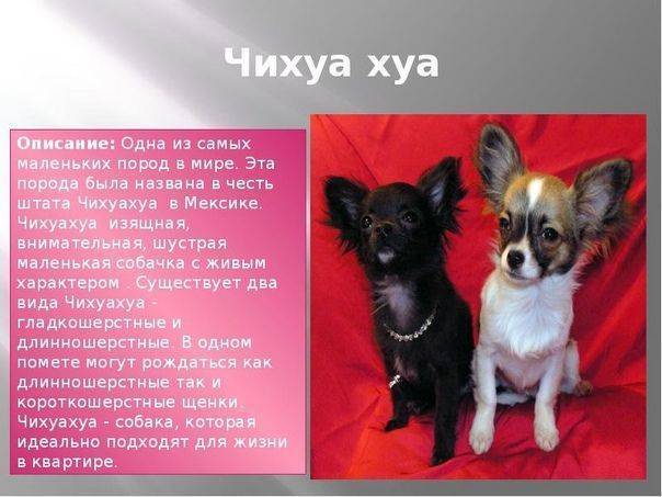 Чихуахуа: отзывы, плюсы и минусы, характер собаки и особенности содержания :: syl.ru