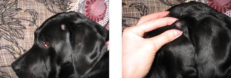 У собаки на теле шишка под кожей: на спине, животе, шее или голове