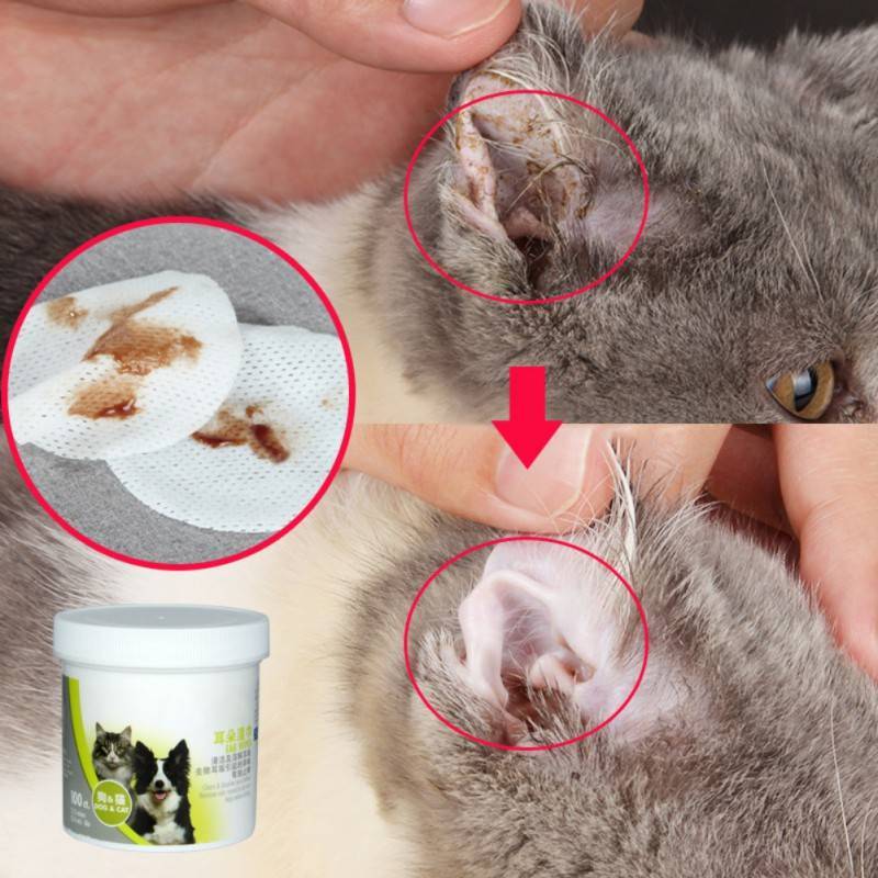 Как чистить уши кошке в домашних условиях: фото и видео инструкция с пошаговым алгоритмом действий