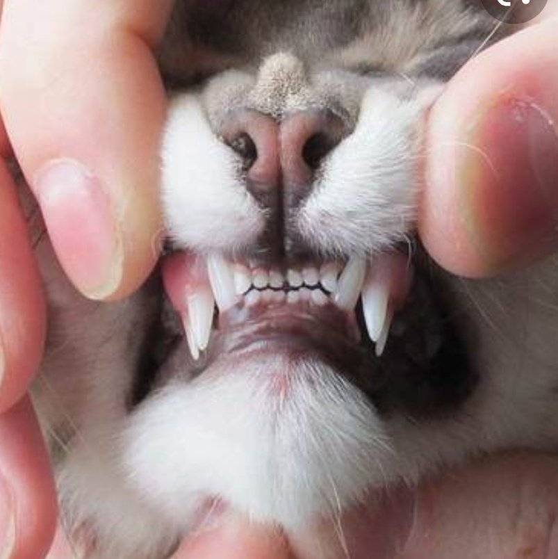 У кошки выпал зуб, что делать если выпал передний зуб, если большой возраст кота - zoosecrets