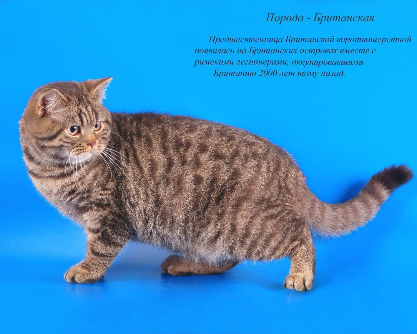 Породы котов с фото и названиями и описанием пород