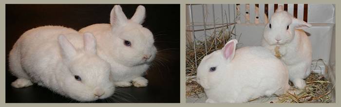 Гермелин (карликовый кролик): фото, уход и содержание в доме