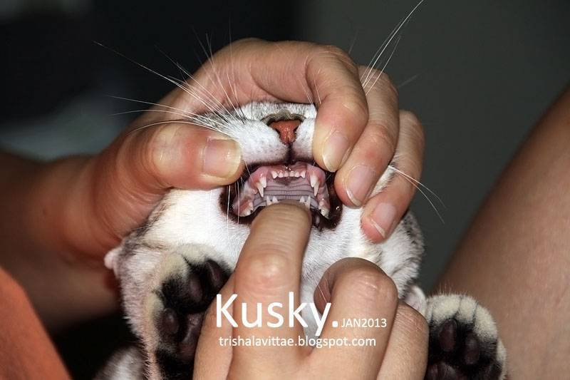 Когда меняются зубы у котят? – pet-mir.ru