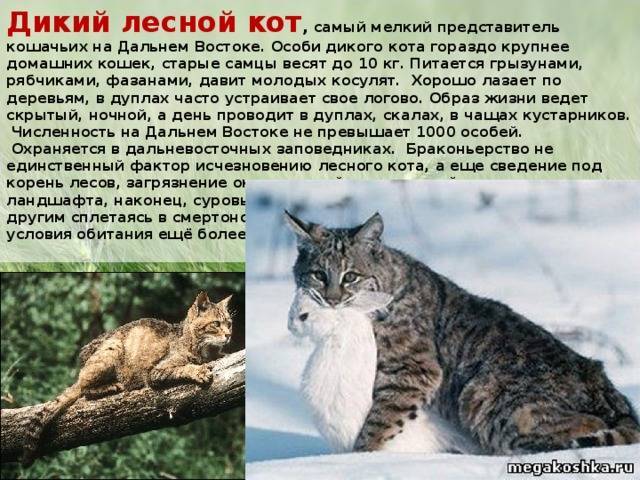 Амурский лесной кот: фото и описание — расскажем про жизнь амурского лесного кота