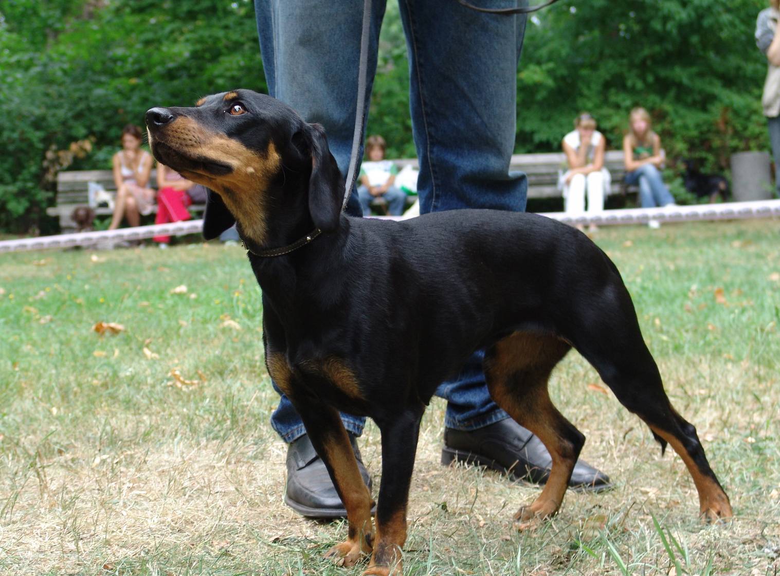 Гончие породы собак: 10 видов гончих с фото и описание