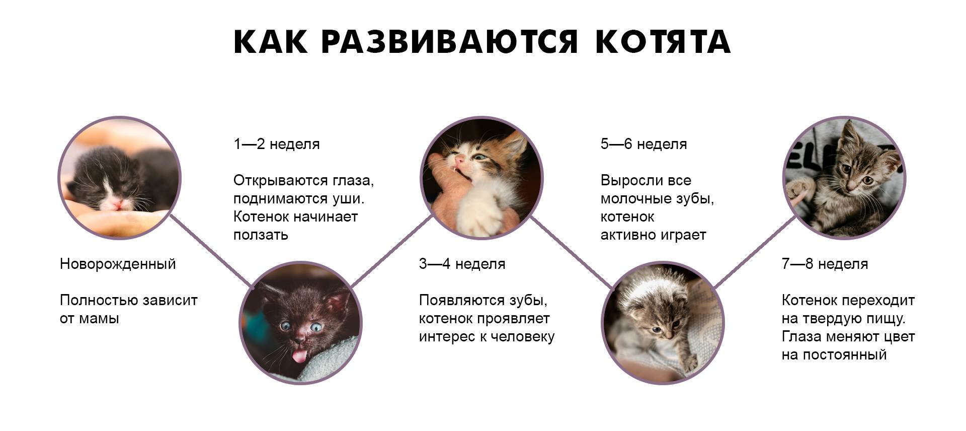 Может ли кошка иметь котят от разных отцов в одном помете? - статьи