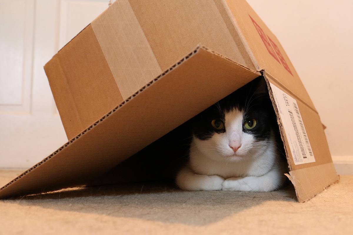 Почему кошки любят коробки и пакеты, из-за чего котам нравится в них сидеть и спать?