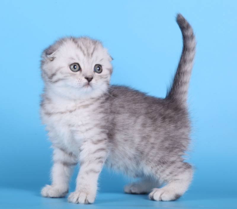 Окрас “вискас”: порода кошек, снимающихся в рекламе корма “whiskas”, цвет шерсти и рисунок на шубке