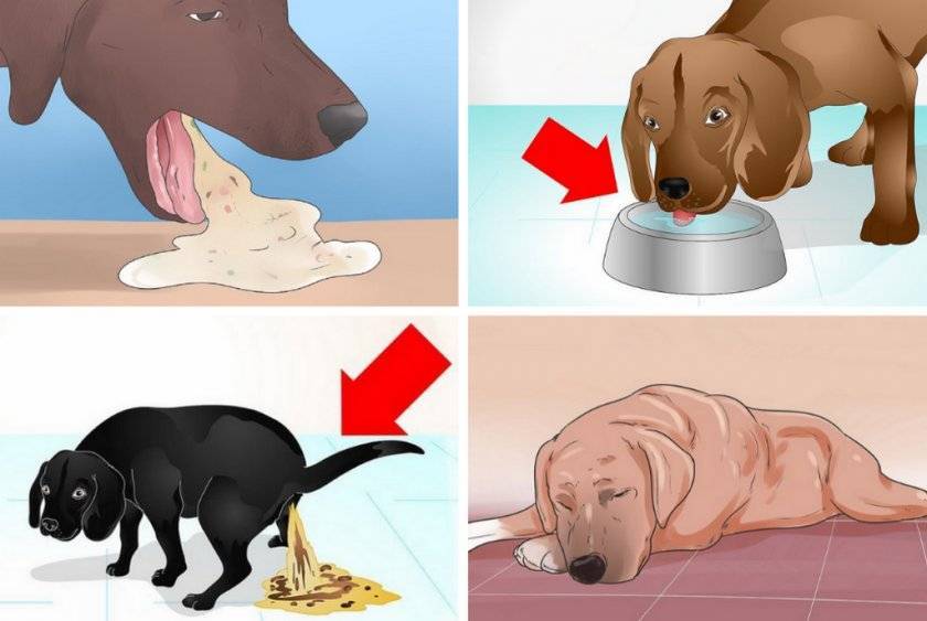 У собаки сухой нос: разбираемся в причинах и дополнительных симптомах