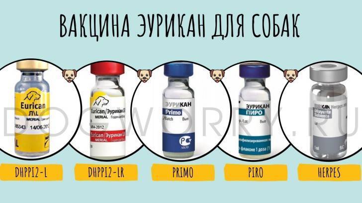 Эурикан для собак: инструкция по применению вакцины со схемой прививок и побочными эффектами. что лучше колоть щенкам от бешенства – этот препарат или нобивак?