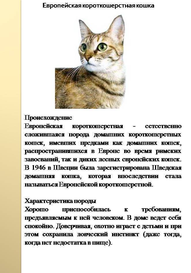 Американская короткошерстная кошка: описание, характеристики, фото - мир кошек