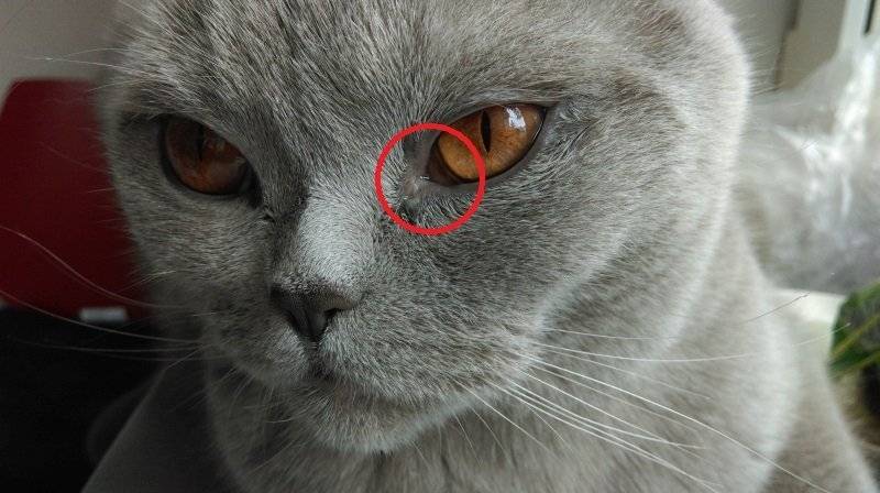 У кошки или кота слезятся глаза: почему, что делать в домашних условиях, как помочь котенку и взрослому животному, чем промыть