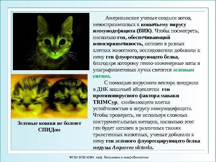 Вик у кошек - симптомы и лечение вирусного иммунодефицита