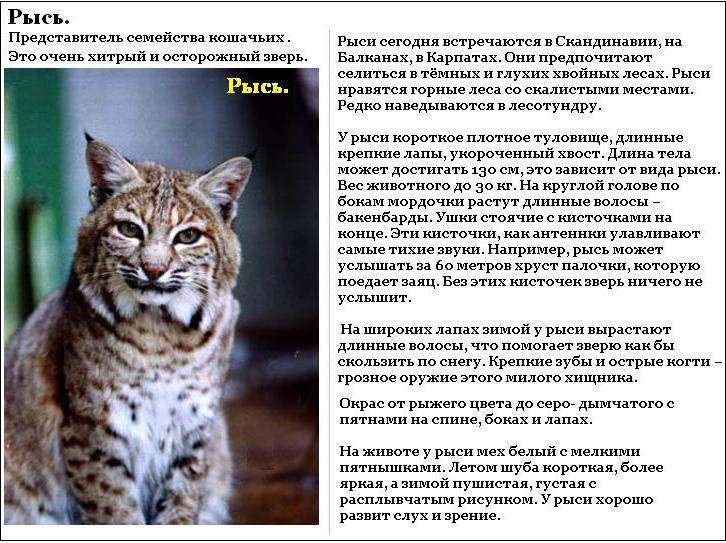Содержание домашней рыси в условиях квартиры или дома, стандарт породы, характер кошки
