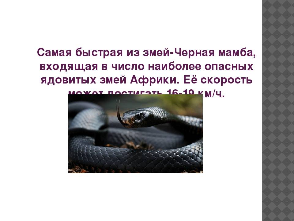 Укус черной мамбы: симптомы, первая помощь, лечение