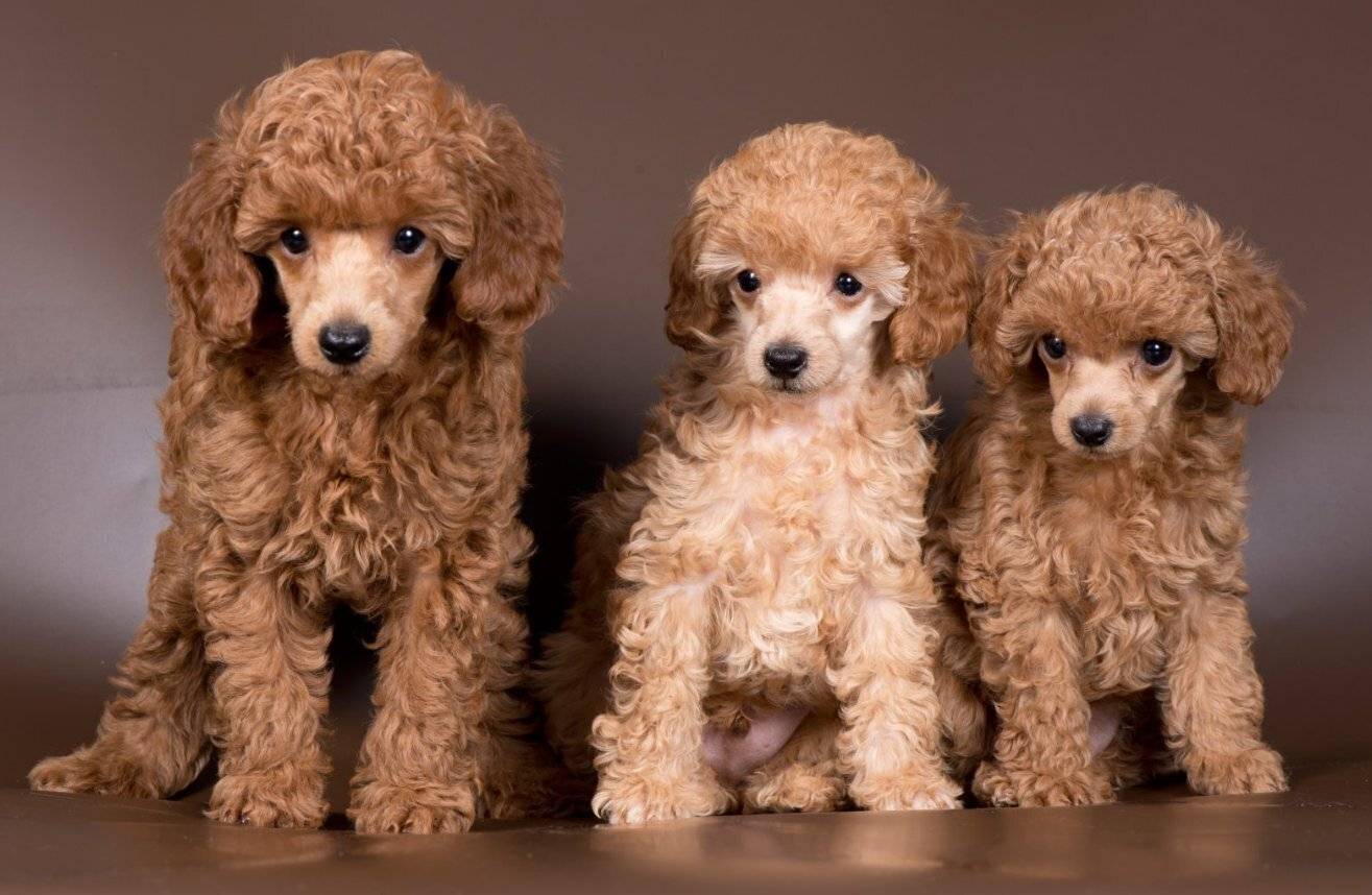 Маленькие пудели: породы самых крошечных собак и разница между ними. как они называются, чем той отличается от карликового и какую лучше завести?