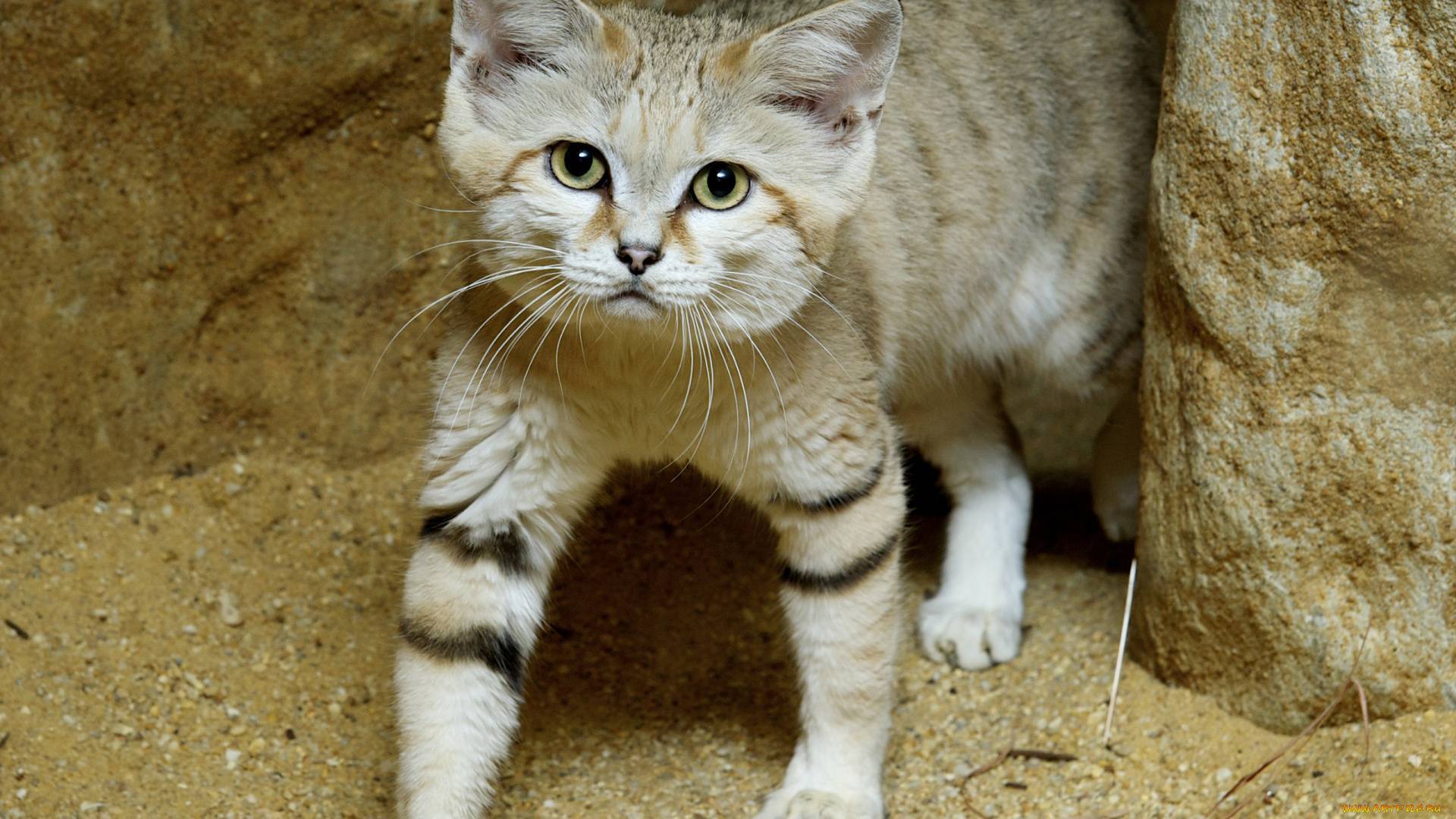 Барханный кот (песчаный): ареал обитания и образ жизни дикой кошки, характер и повадки, содержание в неволе