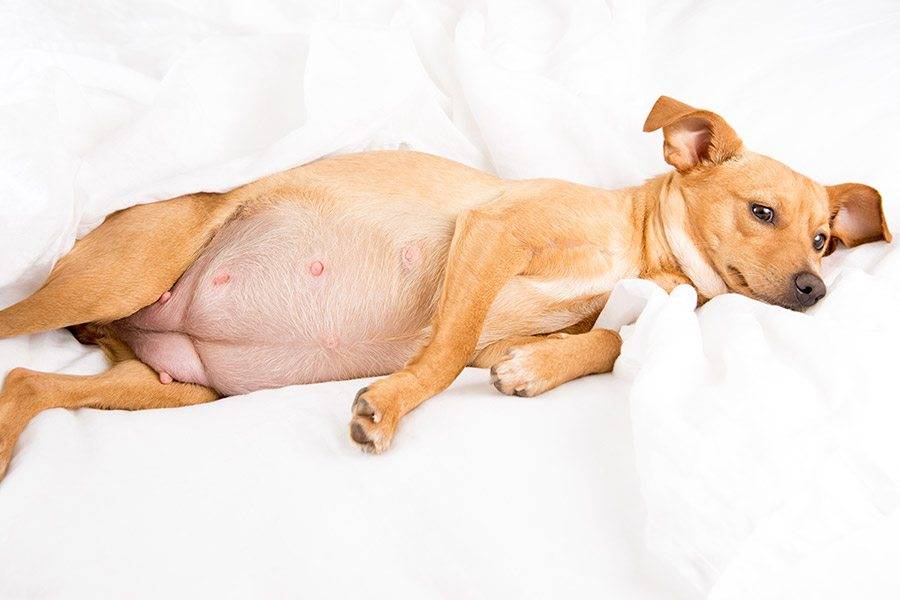 У собаки ложная беременность — что делать и как лечить?