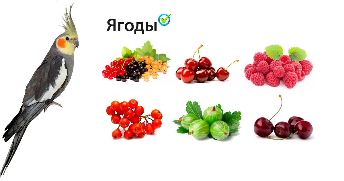 Уход, кормление, содержание кореллы