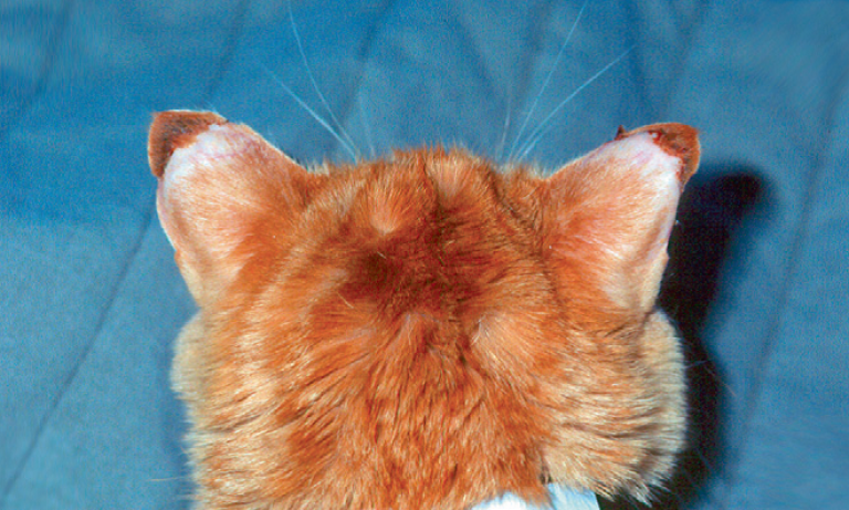 Болезни ушей у кошек — виды заболеваний, признаки и советы по лечению от ветеринаров