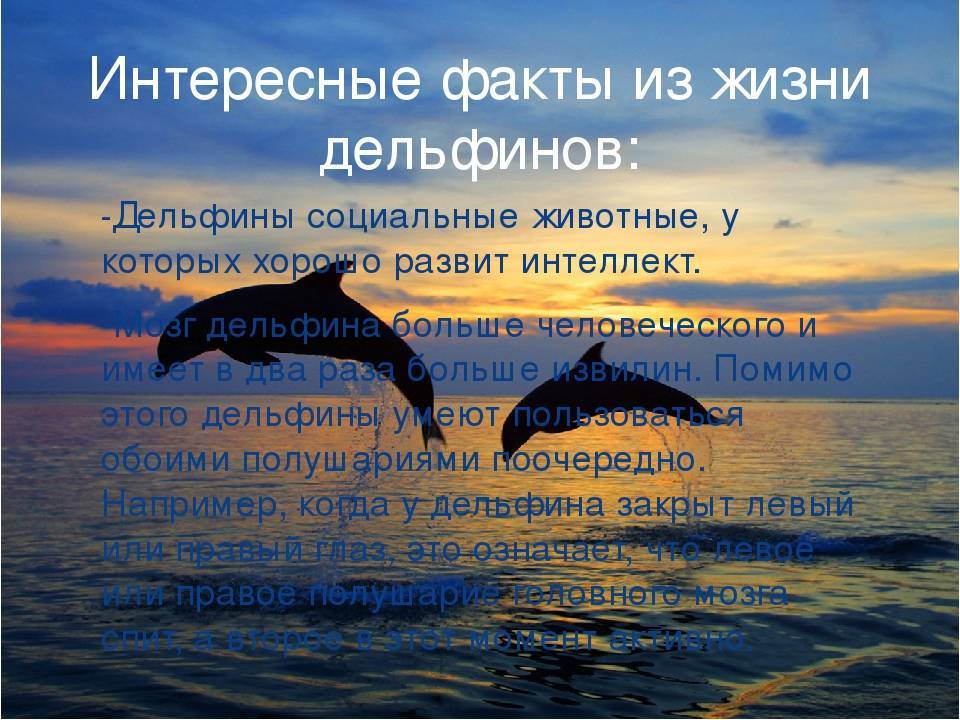 Интересные факты о дельфинах для детей и взрослых