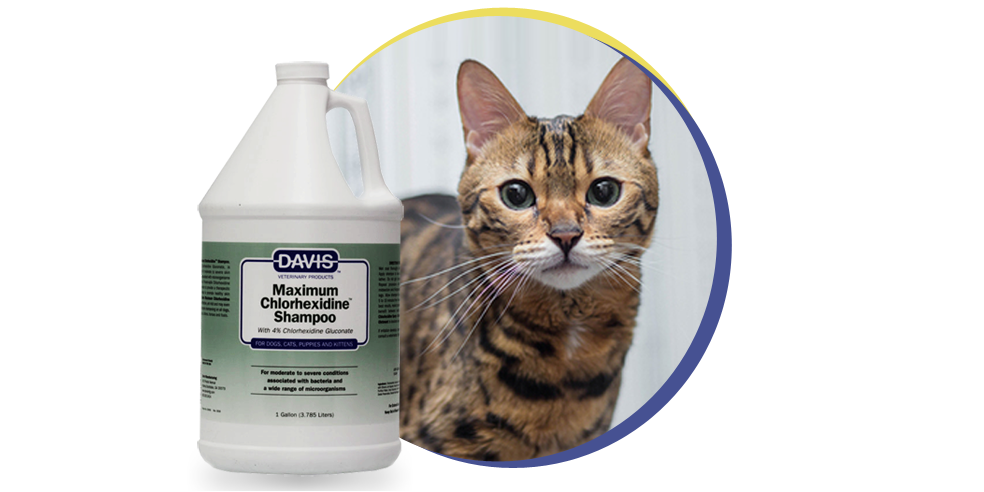 Хлоргексидин котятам. Шампунь противомикробный с хлоргексидином 4 для собак и кошек. Хлоргексидин для глаз кошки. Шампунь для котов с хлоргексидином. Хлоргексидин для кошек.