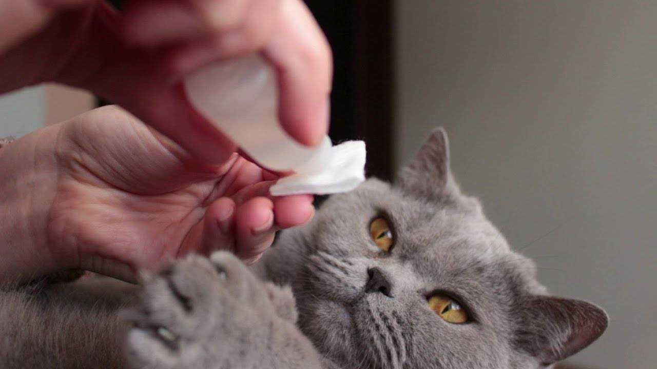 ᐉ у кошки слезятся глаза. что делать? - ➡ motildazoo.ru
