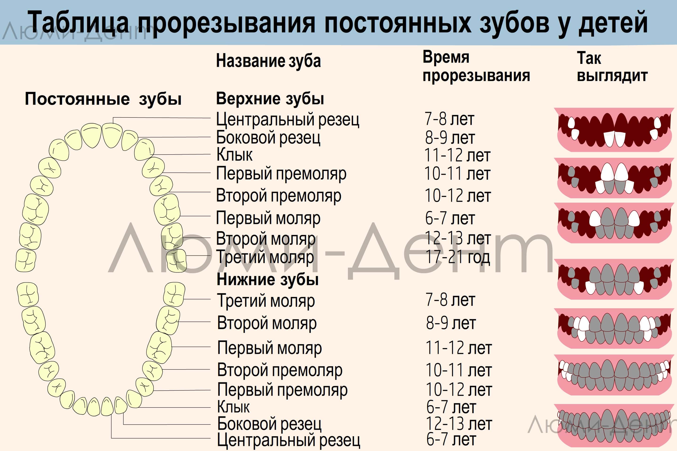 Смена зубов у кошек