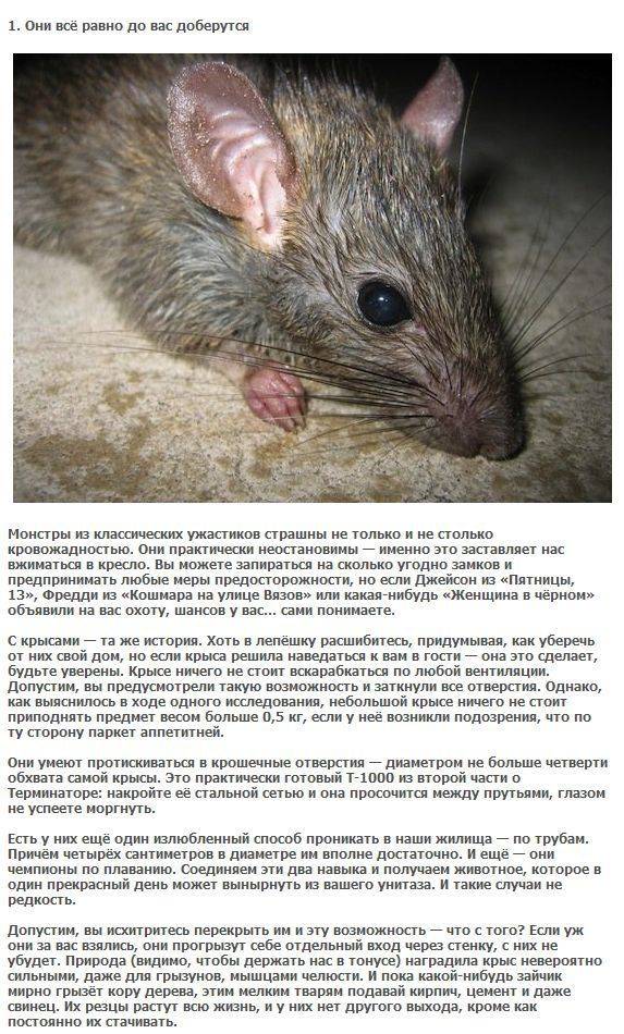 Сколько живут крысы, как выглядят разные виды и породы, их вес и размер?