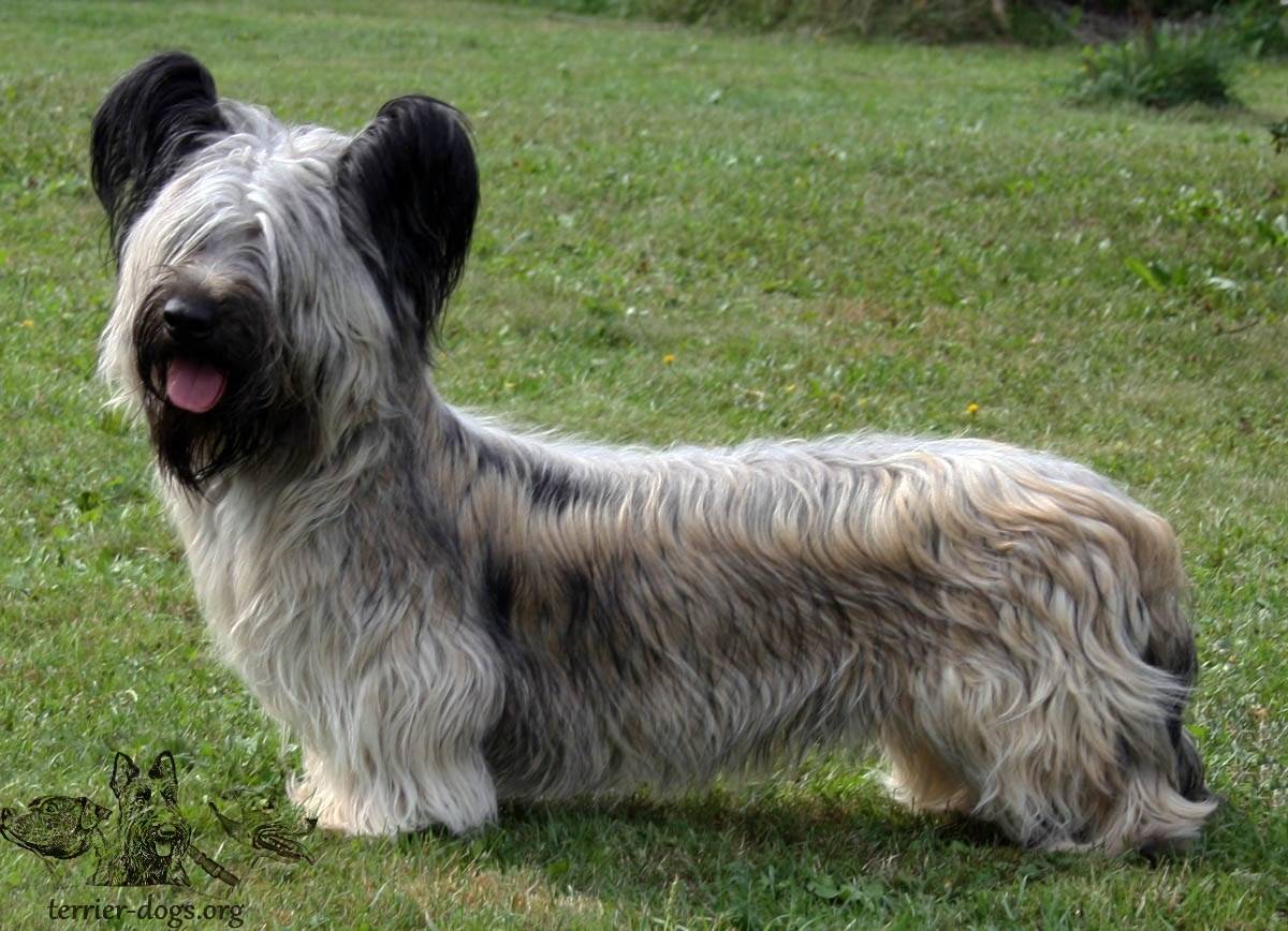 Скай терьер: описание породы собак с фото и видео