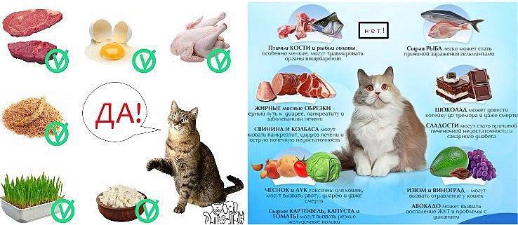 Можно ли кормить кошек рыбой, какие сорта выбирать и как часто давать без вреда для здоровья. важные правила кормления при использовании рыбы в рационе